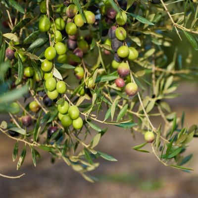 Image showing  4 in. Coratina Olive Tree, 3 pk.