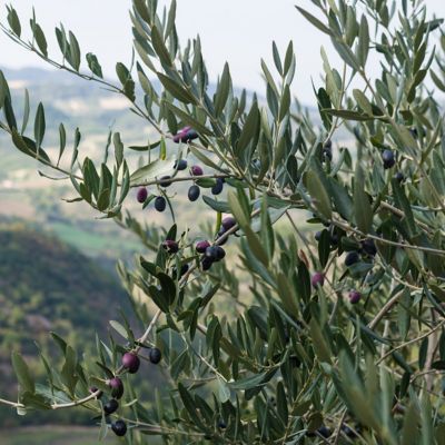 Image showing  4 in. Coratina Olive Tree, 3 pk.
