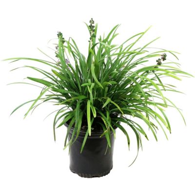 National Plant Network 1 gal. Liriope Big Blue
