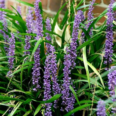 Image showing  1 gal. Liriope Big Blue