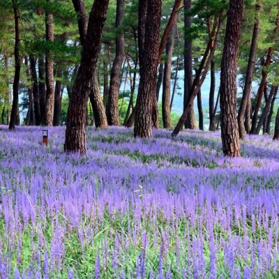 Image showing  1 gal. Liriope Big Blue