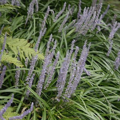 Image showing  1 gal. Liriope Big Blue