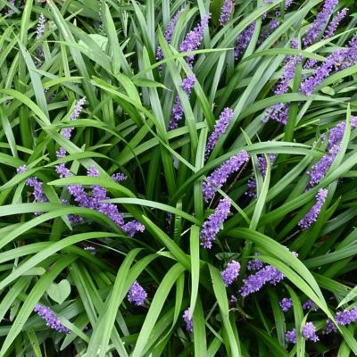 Image showing 5 th National Plant Network 1 gal. Liriope Big Blue