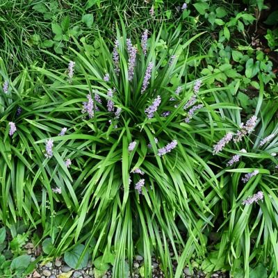 Image showing 6 th National Plant Network 1 gal. Liriope Big Blue