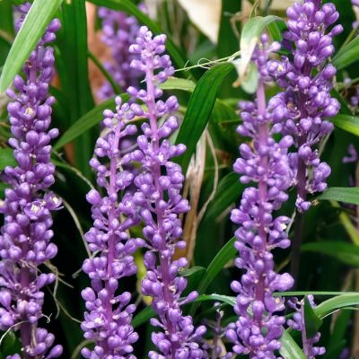 Image showing 7 th National Plant Network 1 gal. Liriope Big Blue