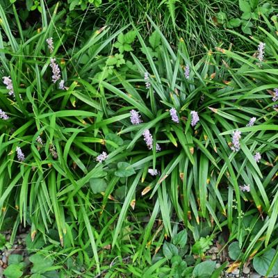 Image showing 9 th National Plant Network 1 gal. Liriope Big Blue