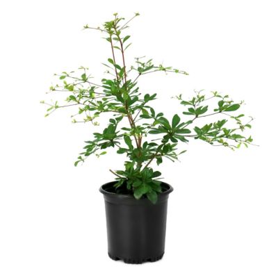 National Plant Network 1 gal. Bucida Buceras Black Olive
