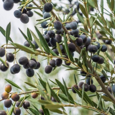 Image showing  1 gal. Bucida Buceras Black Olive