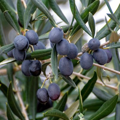 Image showing  1 gal. Bucida Buceras Black Olive