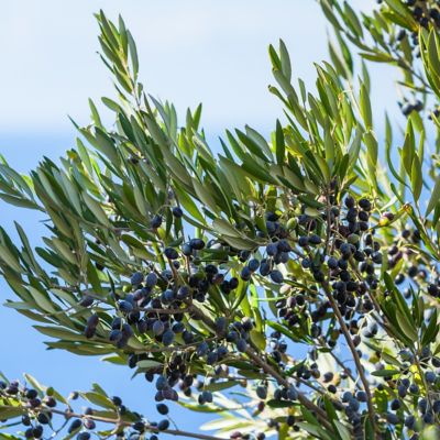 Image showing  1 gal. Bucida Buceras Black Olive