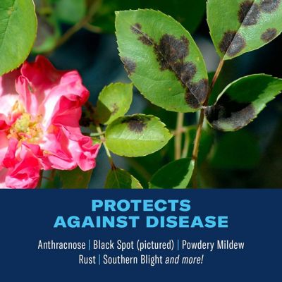 Image showing 2 th BioAdvanced All in One Rose and Flower Plant Care Concentrate