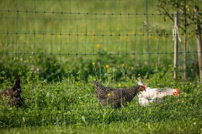 Image showing  Solar-Powered Electric Fence Kit for Small Animals