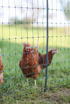 Image showing  Solar-Powered Electric Fence Kit for Small Animals