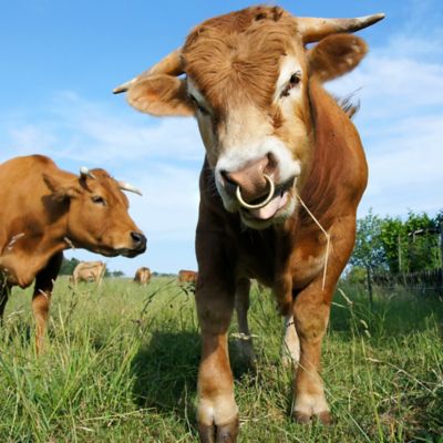Image showing  SHARPVET Brass Bull Ring