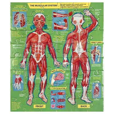 Image showing 5 th eeBoo Ready to Learn: Human Anatomy - (4) 48 pc. Puzzles