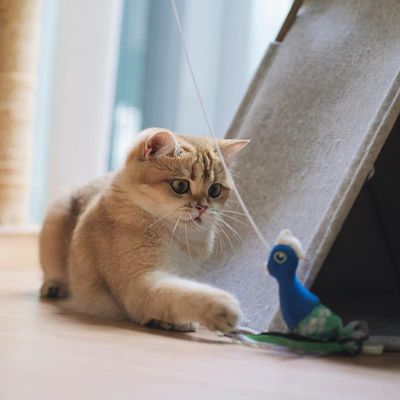 Image showing  Kidney Supplement for Cats, 30 Packets