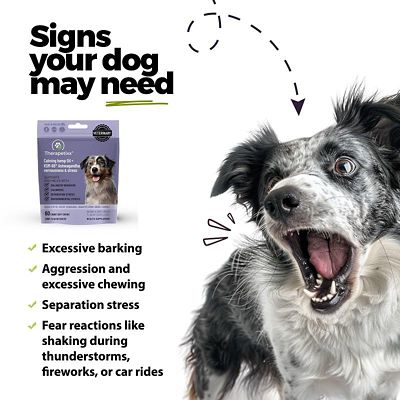 Image showing  Calming Hemp Oil + KSM-66 Ashwagandha Soft Chews for Dogs, 60 ct.