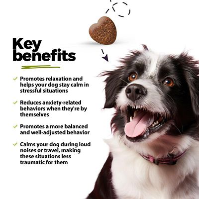 Image showing  Calming Hemp Oil + KSM-66 Ashwagandha Soft Chews for Dogs, 60 ct.