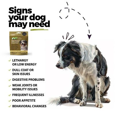 Image showing  Super Multivitamin CoQ10 & Probiotic Soft Chews for Dogs, 60 ct.