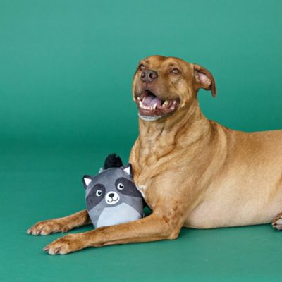 Image showing  Rocky Raccoon Plush Dog Toy