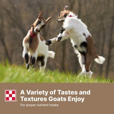 Image showing 6 th Purina Farm to Flock Goat 16%