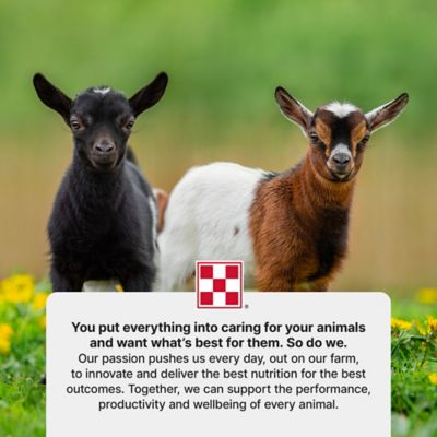 Image showing 8 th Purina Farm to Flock Goat 16%