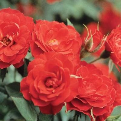 Assorted Tree Roses 3 Gal.
