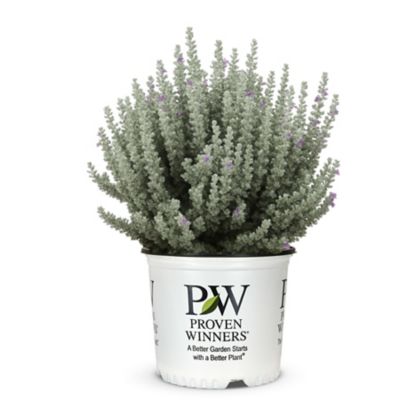 Proven Winners Trailblazer Texas Sage 2 gal.