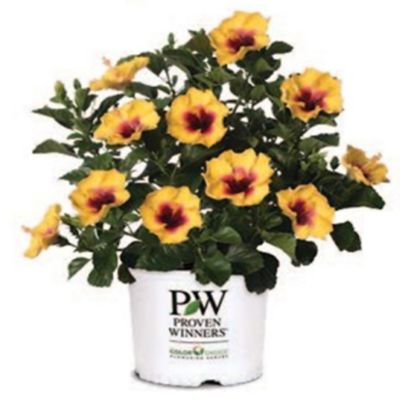 Proven Winners PW HH Rico Sauve 2G