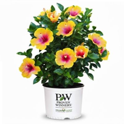 Proven Winners Hollywood Hibiscus Social Butterfly 2 gal.