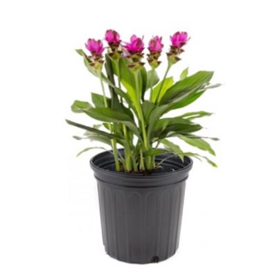Curcuma 1.5 gal.