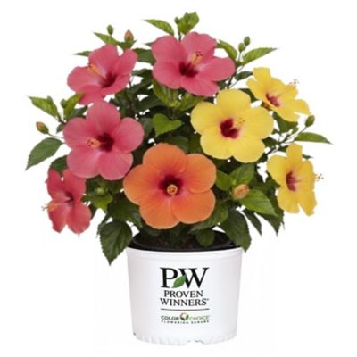 Proven Winners PW HH Bloom Bash 2G