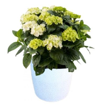 Deckorations 10 in. Deco BE Grin and Tonic Hydrangea