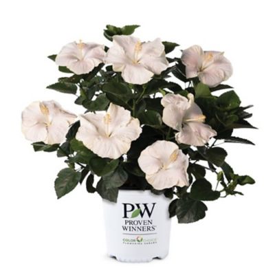 Proven Winners Hollywood Hibiscus Earth Angel 2 gal.