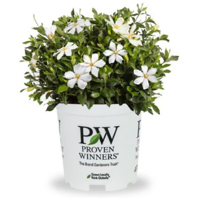 Proven Winners Steady as She Goes Gardenia 2 gal.