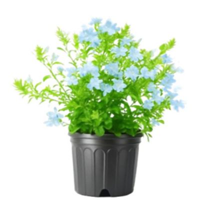 Plumbago 1.5 gal.
