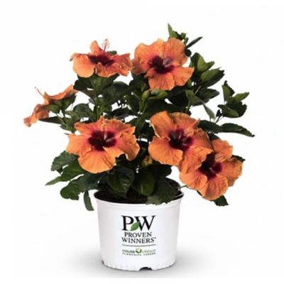 Proven Winners Hollywood Hibiscus Disco Diva 2 gal.