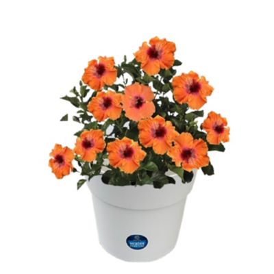 Proven Winners SW Deco PW HH Disco Diva Improved 9 in.
