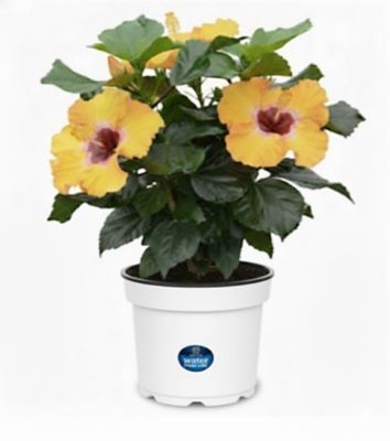 Proven Winners SW Deco PW HH Golden Globe 9 in.