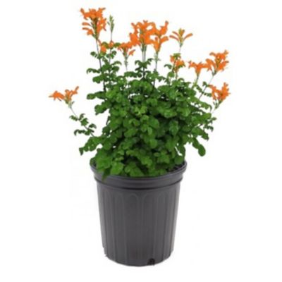 Cape Honeysuckle 1.5 gal.