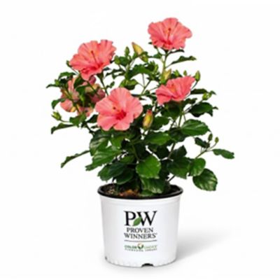 Proven Winners Hollywood Hibiscus First Lady 2 gal.