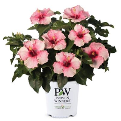 Proven Winners Hollywood Hibiscus Talk of the Town 2 gal.