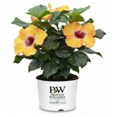 Proven Winners PW HH Golden Globe 2G