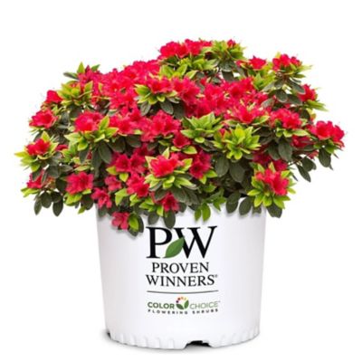 Proven Winners PW Perfecto Mundo Azalea 2G