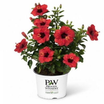 Proven Winners PW HH Hot Shot 2G