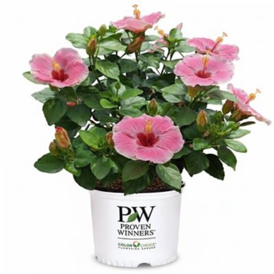 Proven Winners PW HH Americas Sweetheart 1G