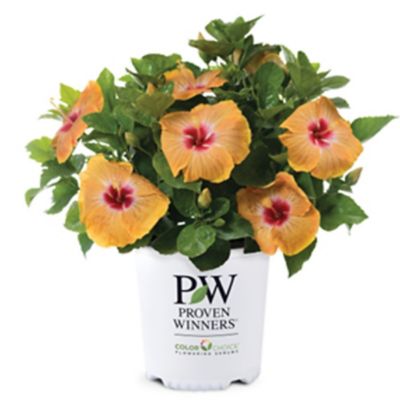 Proven Winners PW HH VIP 1G