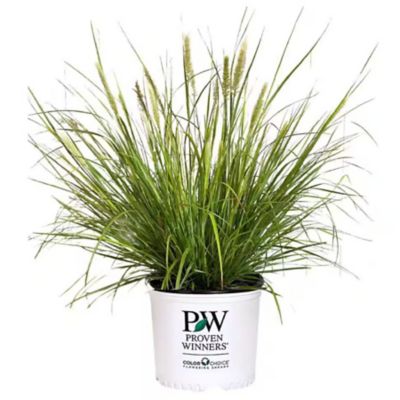 Proven Winners PW Desert Plains Grass 2G