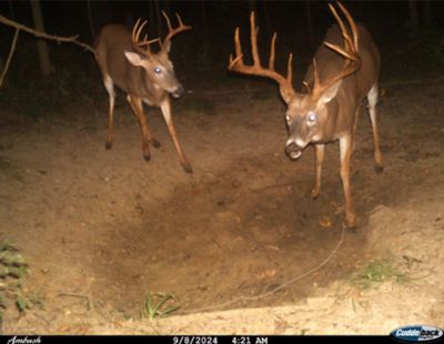Image showing  Trophy Rock Apple Four65