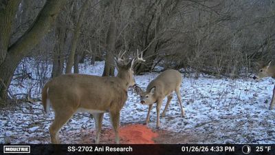 Image showing  CRUSH Concoction Granular Deer Attractant 20 lb.